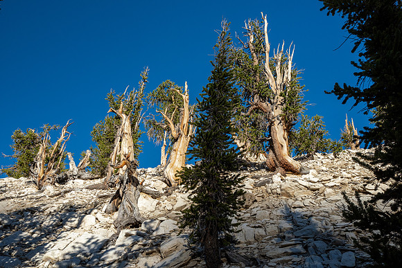 Ancient Bristlecone Pine Forest