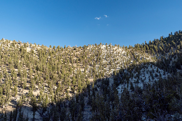 Ancient Bristlecone Pine Forest