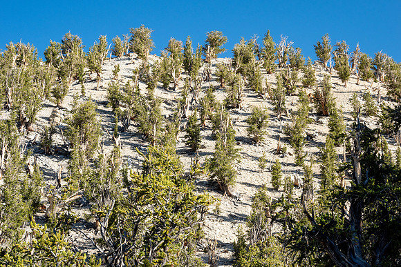 Ancient Bristlecone Pine Forest