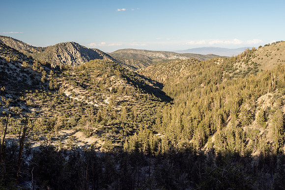Ancient Bristlecone Pine Forest