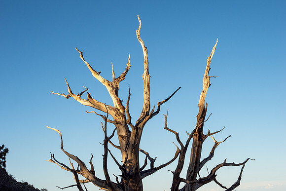 Ancient Bristlecone Pine Forest