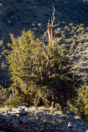 Ancient Bristlecone Pine Forest