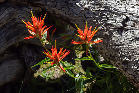 Eastern Sierra