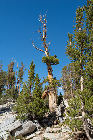 Eastern Sierra