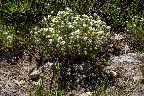 Eastern Sierra