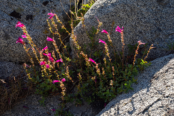 Eastern Sierra