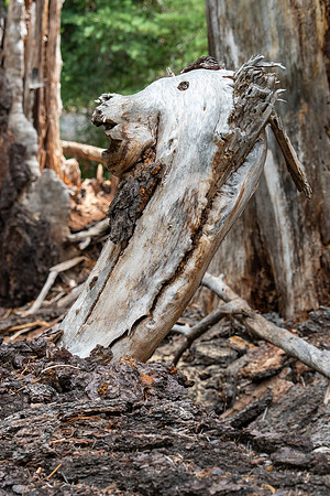 Yosemite High Sierra Loop