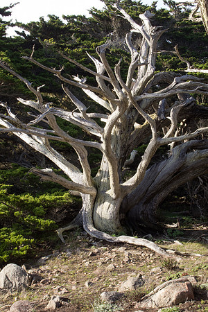 Big Sur 2011