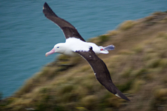 New Zealand 2013