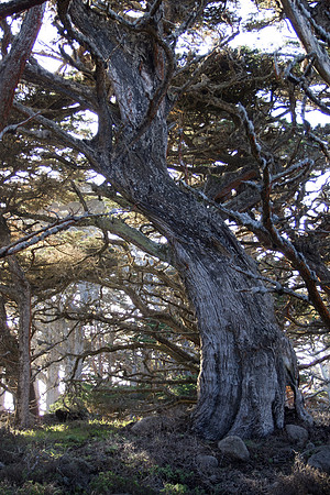 Big Sur 2011
