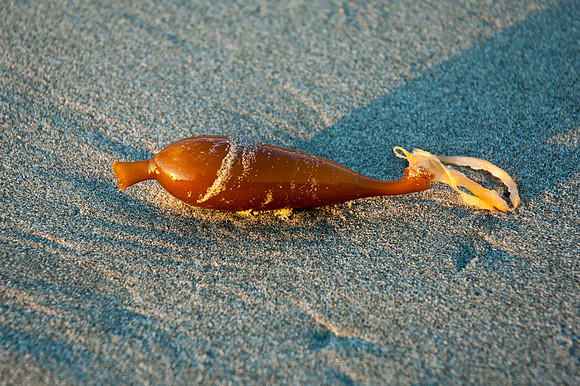Big Sur 2007