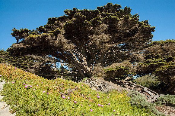 Big Sur 2007