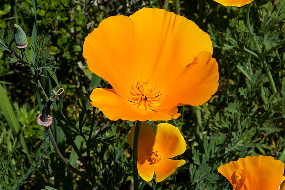 Big Sur 2007