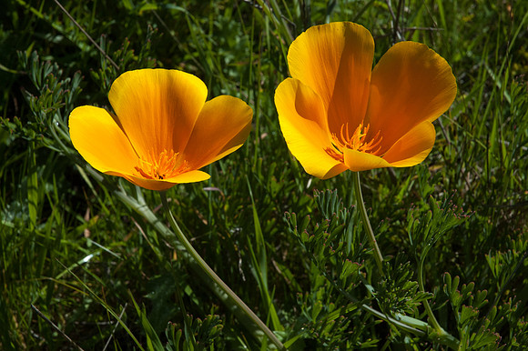Big Sur 2007