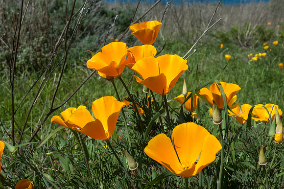 Big Sur 2007