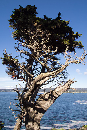 Big Sur 2011