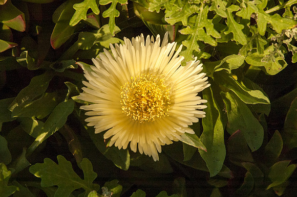 Big Sur 2007