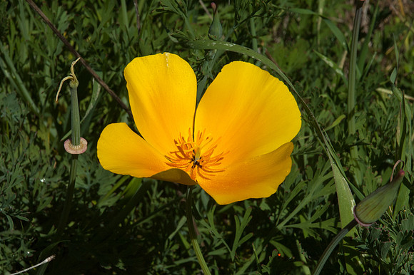 Big Sur 2007