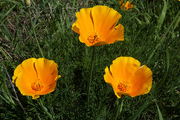 Big Sur 2007
