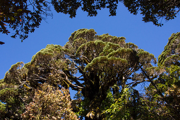 New Zealand 2013