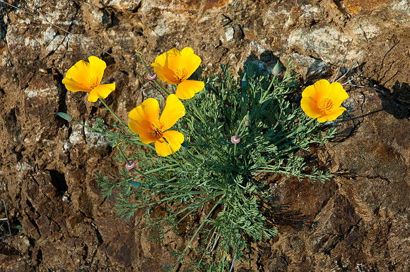 Big Sur 2007