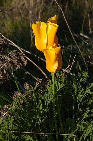 Big Sur 2007
