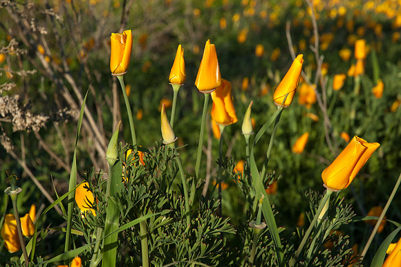 Big Sur 2007