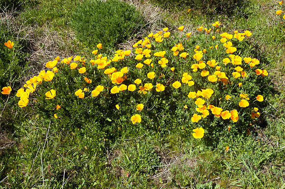 Big Sur 2007