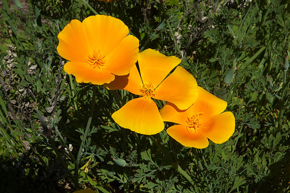 Big Sur 2007