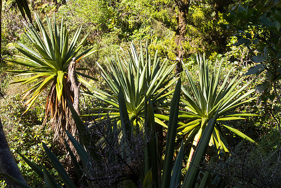 New Zealand 2013