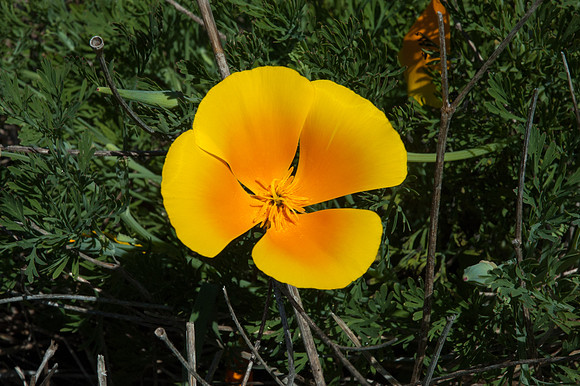 Big Sur 2007