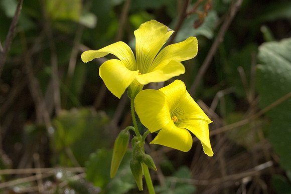 Big Sur 2011