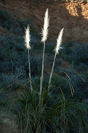 Big Sur 2007