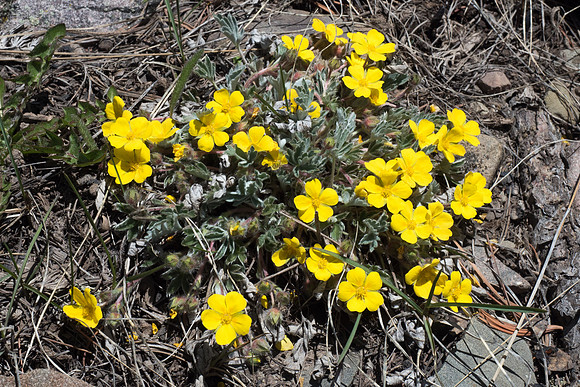 Colorado 2016 - Sangre de Cristo (P5307434)