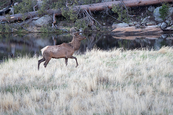 Colorado 2016 - Rocky Mountain National Park (P5226939)