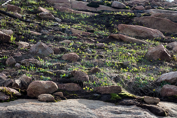 Colorado 2016 - Rocky Mountain National Park (P5226927)