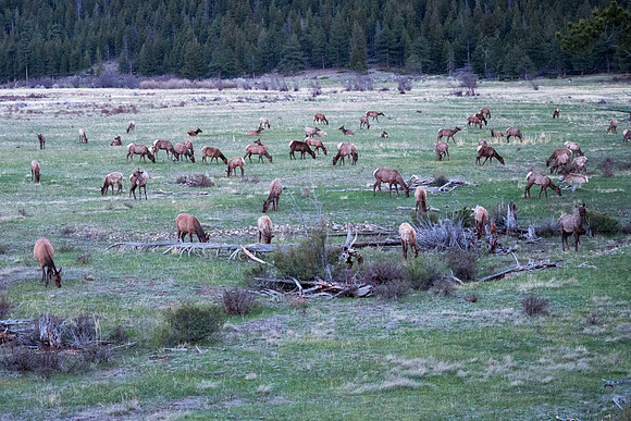 Colorado 2016 - Rocky Mountain National Park (P5226962)