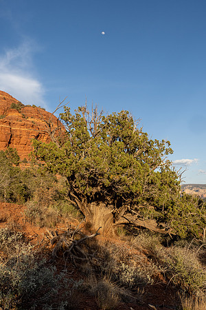 Arizona 2021