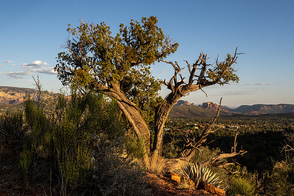 Arizona 2021