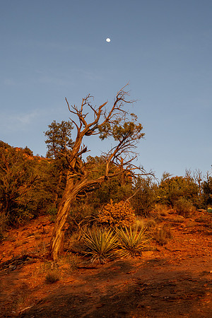 Arizona 2021