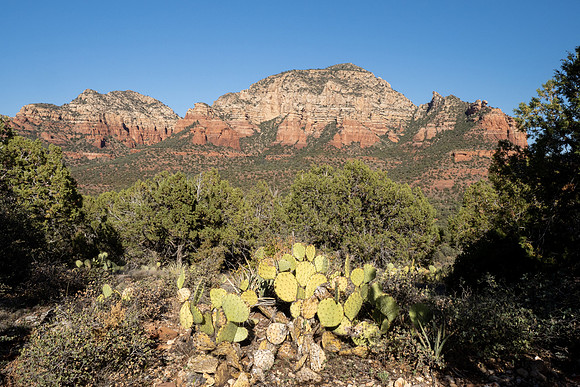 Arizona 2021