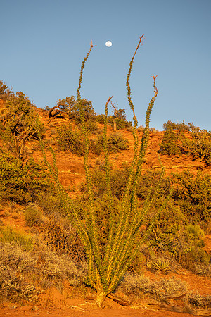 Arizona 2021