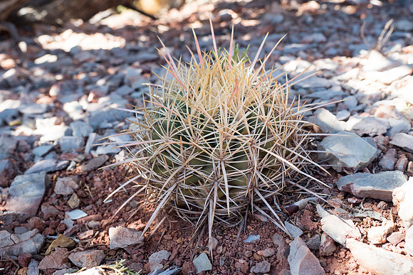 Arizona 2018