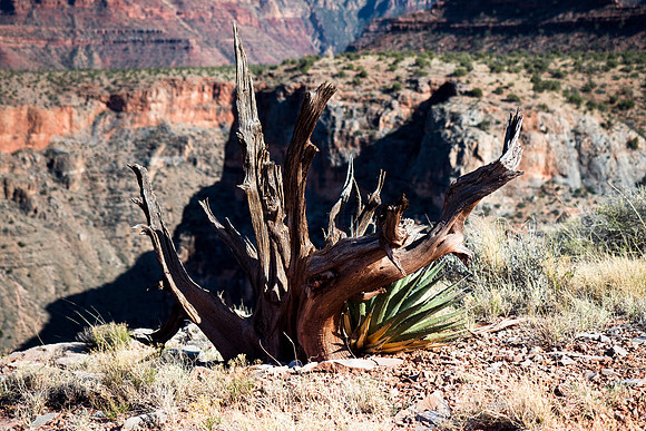 Arizona 2018