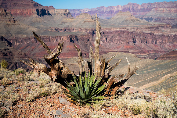 Arizona 2018