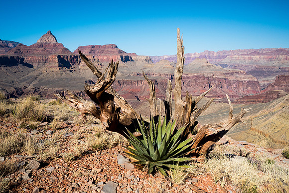 Arizona 2018