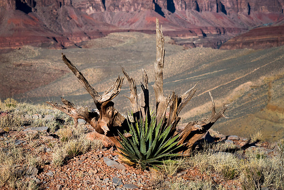 Arizona 2018