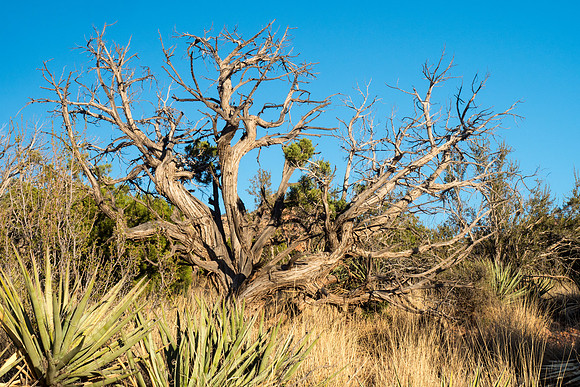 Arizona 2018