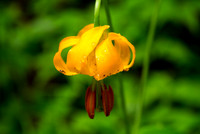 Pacific Northwest USA
