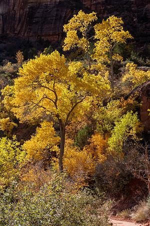 Zion National Park 2024